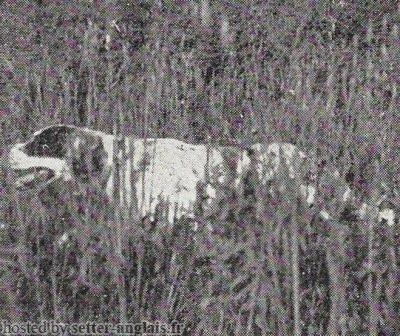 Setter Anglais VIVO DI BELLOSGUARDO Setter Anglais VIVO DI BELLOSGUARDO